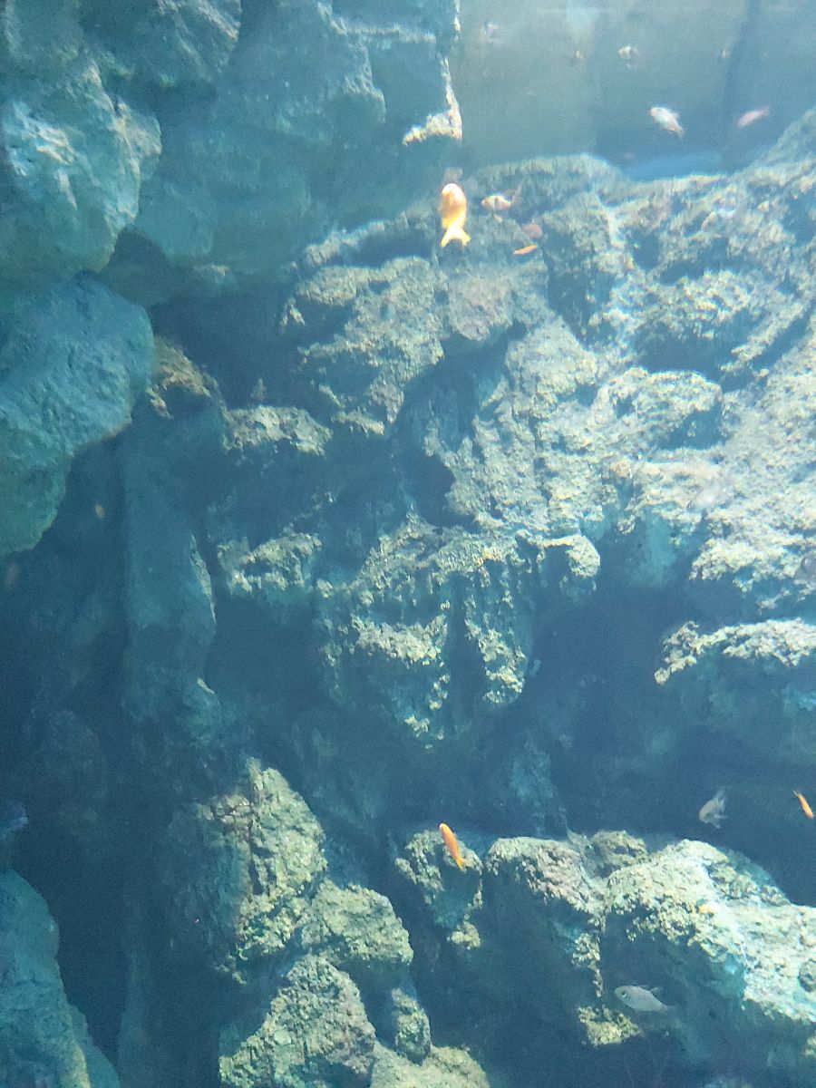 Xpark 水族館 | 去趣 chicTrip