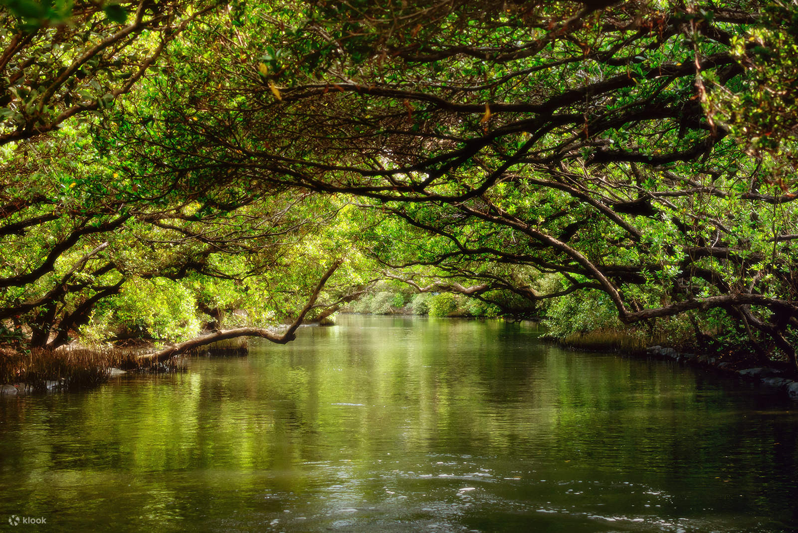 四草綠色隧道 | 去趣 chicTrip