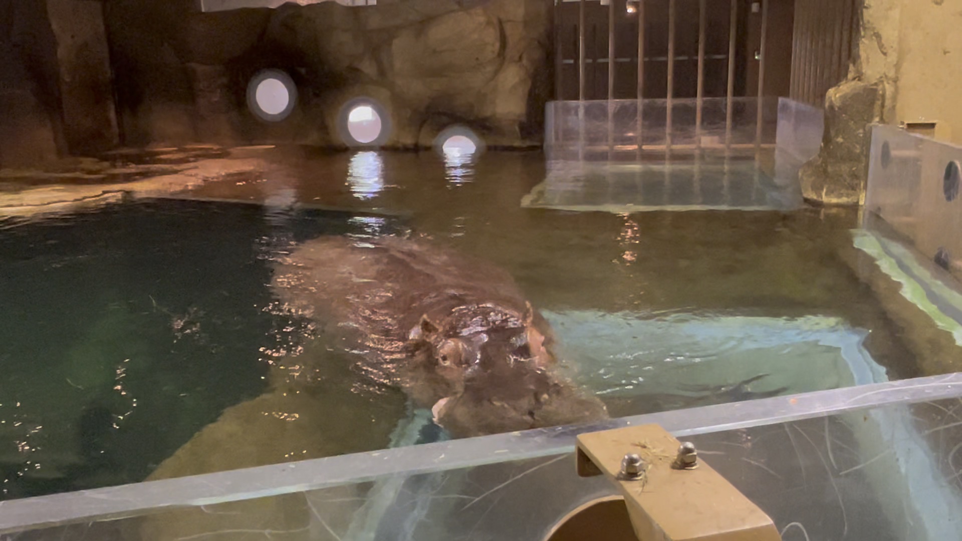 旭山動物園 | 去趣 chicTrip