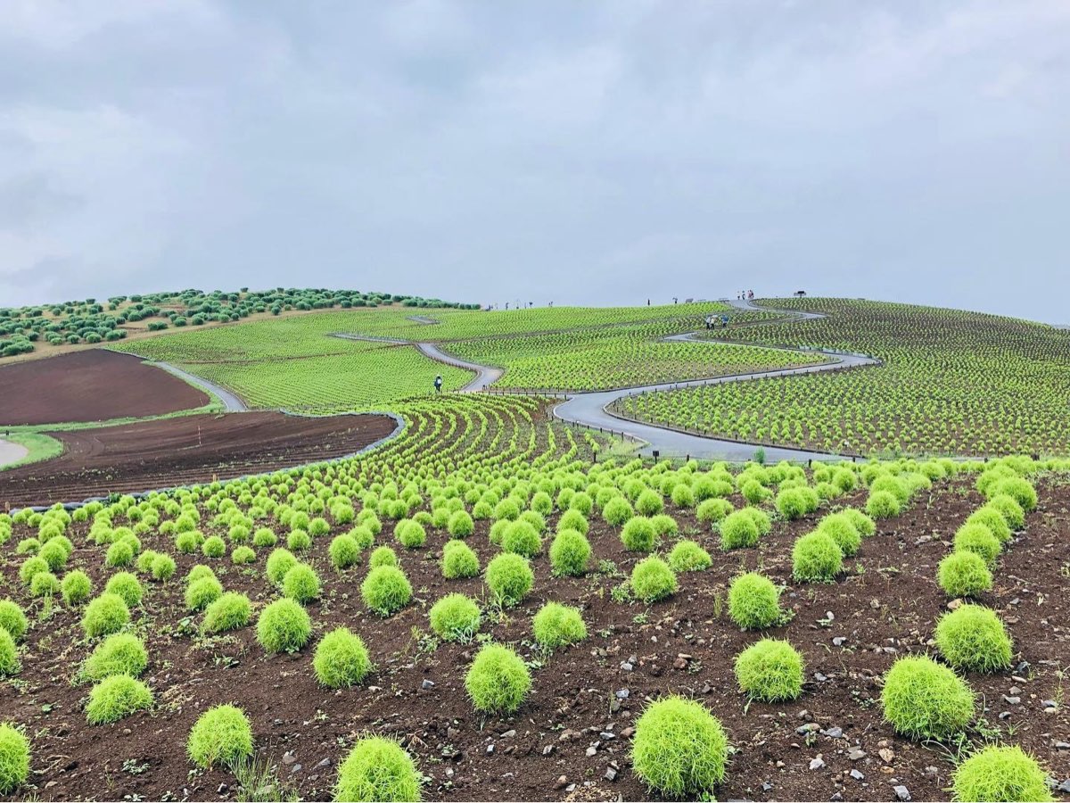 國營常陸海濱公園 | 去趣 chicTrip