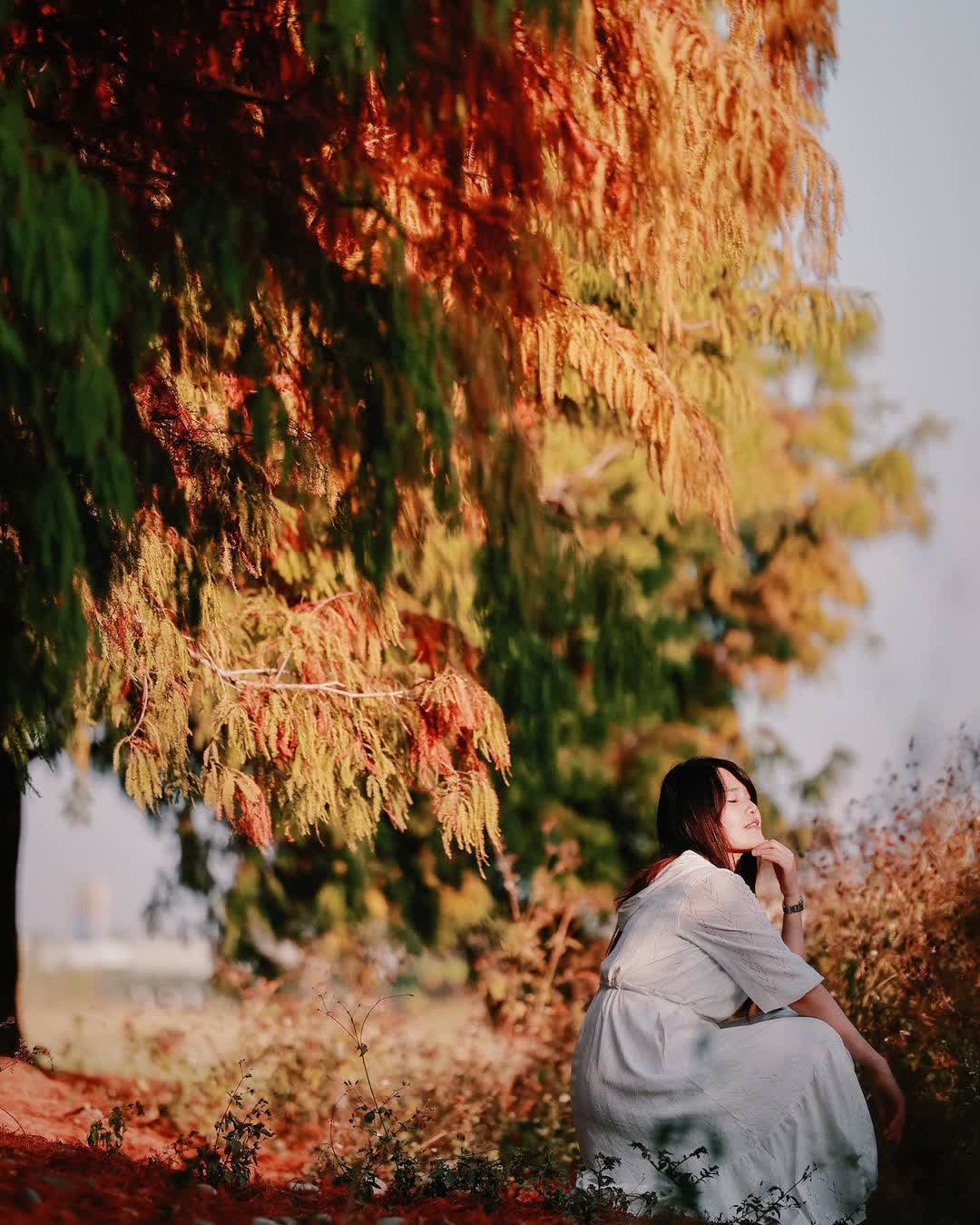 青埔落羽松秘境 | 去趣 chicTrip