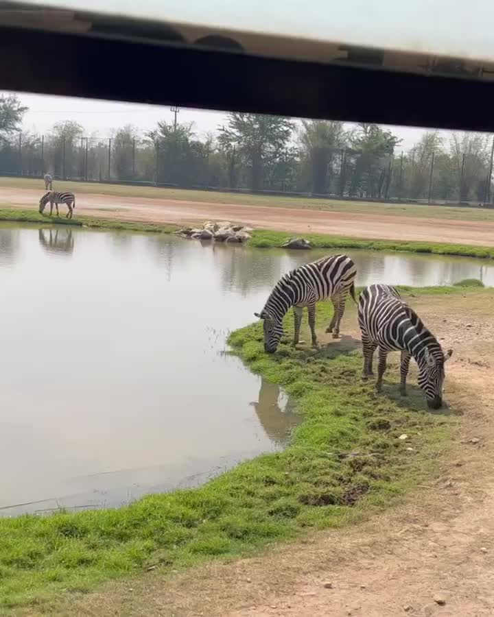Safari Park Kanchanaburi | 去趣 chicTrip
