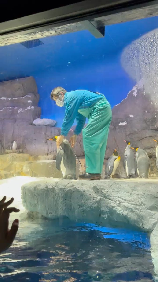 海遊館 | 去趣 chicTrip