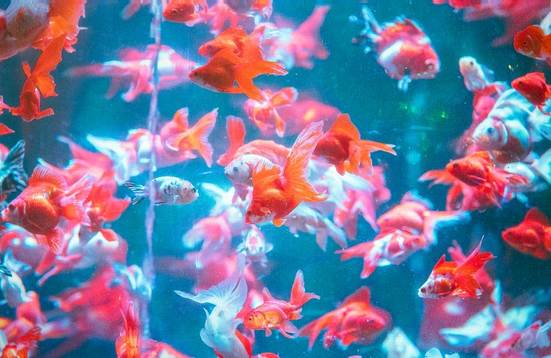 ART AQUARIUM MUSEUM 銀座金魚美術館 | 去趣 chicTrip