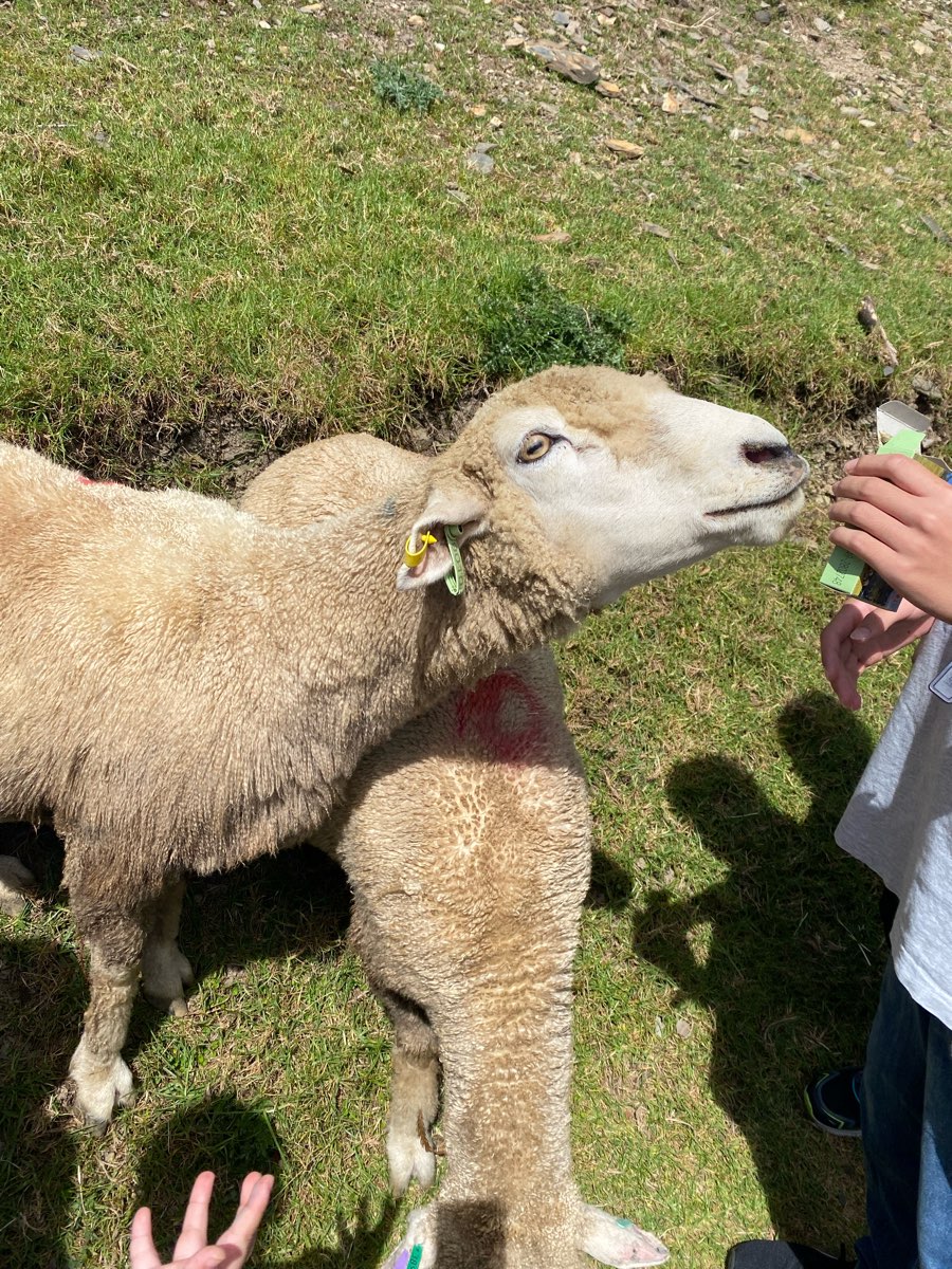 清境農場觀山牧區 | 去趣 chicTrip