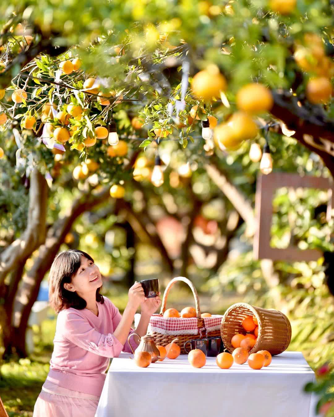 橙香森林 | 去趣 chicTrip