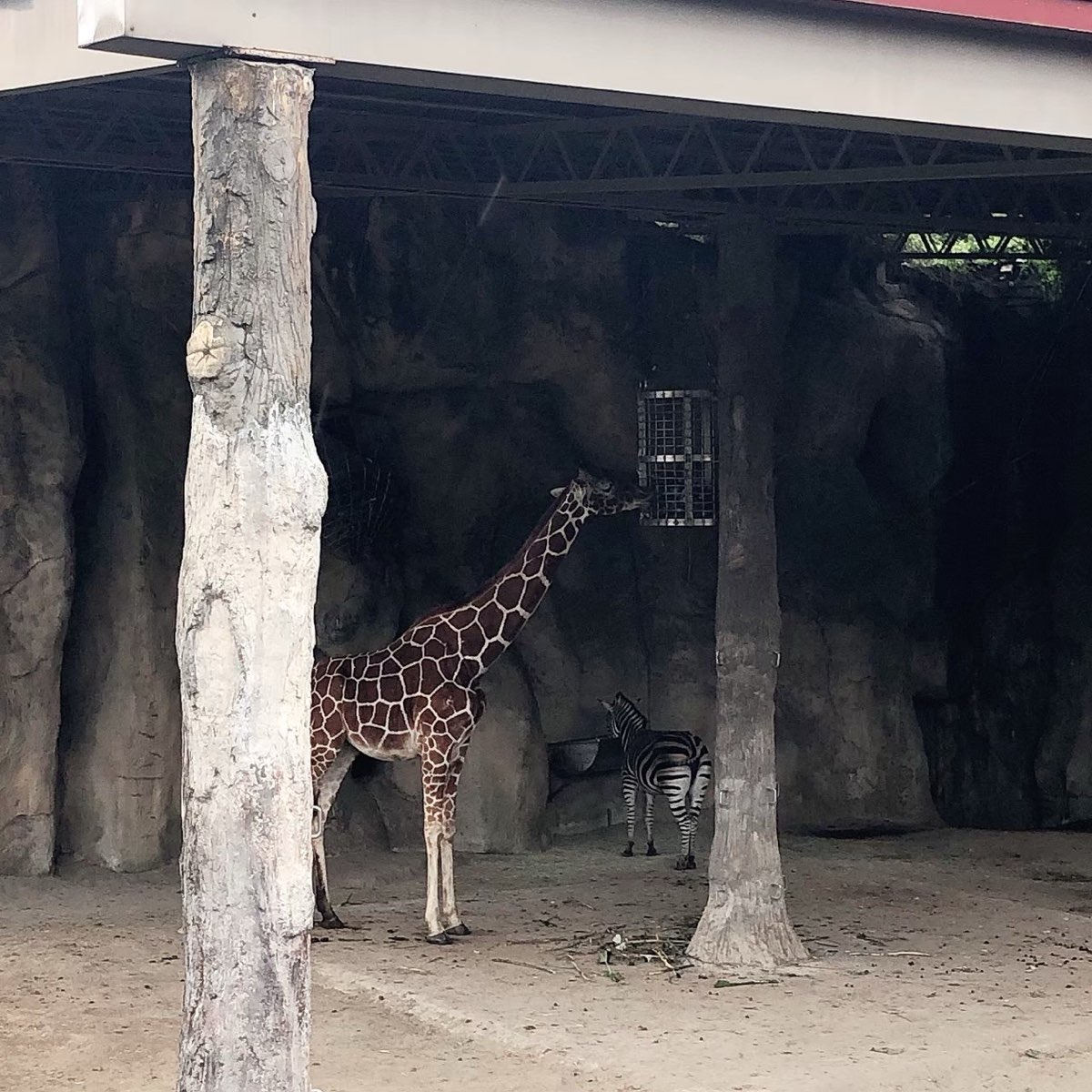 臺北市立動物園 | 去趣 chicTrip