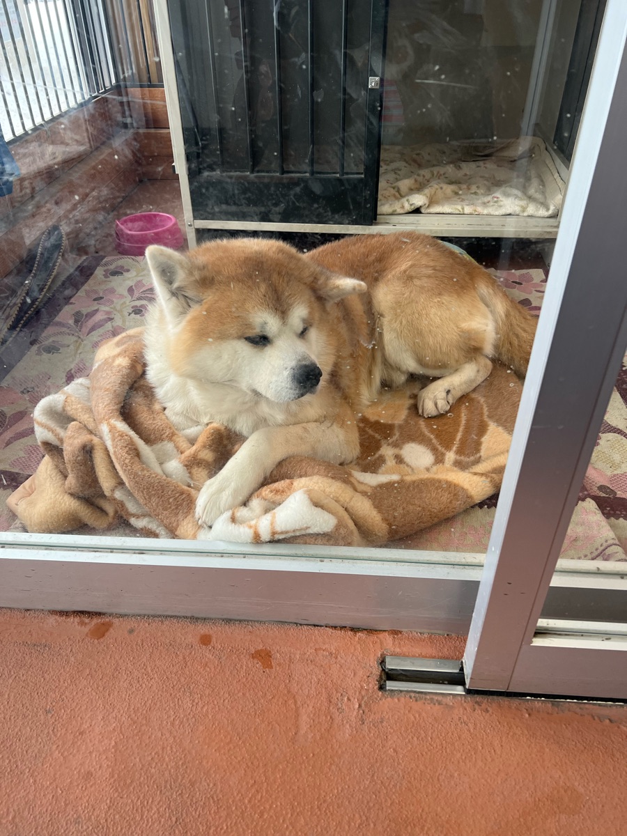 森吉山阿仁滑雪場 | 去趣 chicTrip