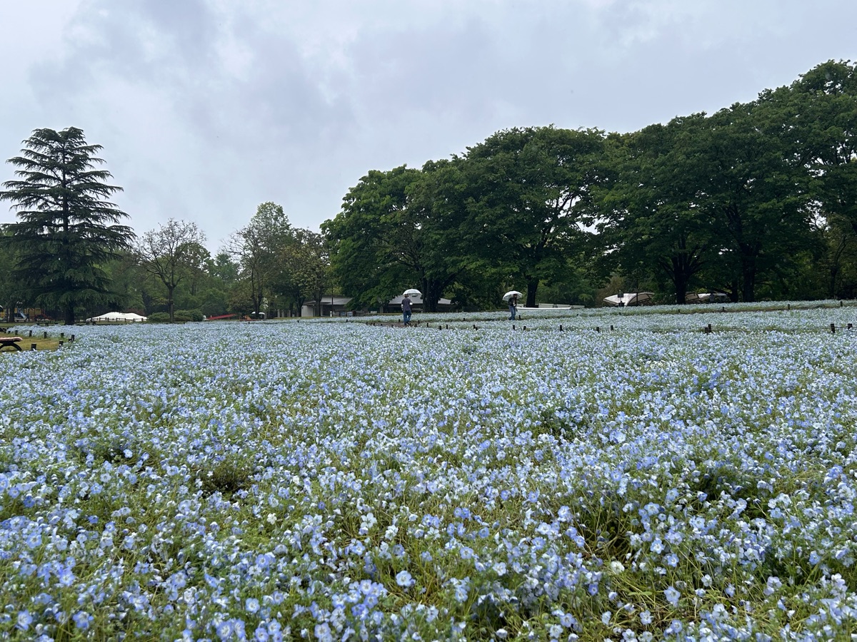 昭和紀念公園 | 去趣 chicTrip