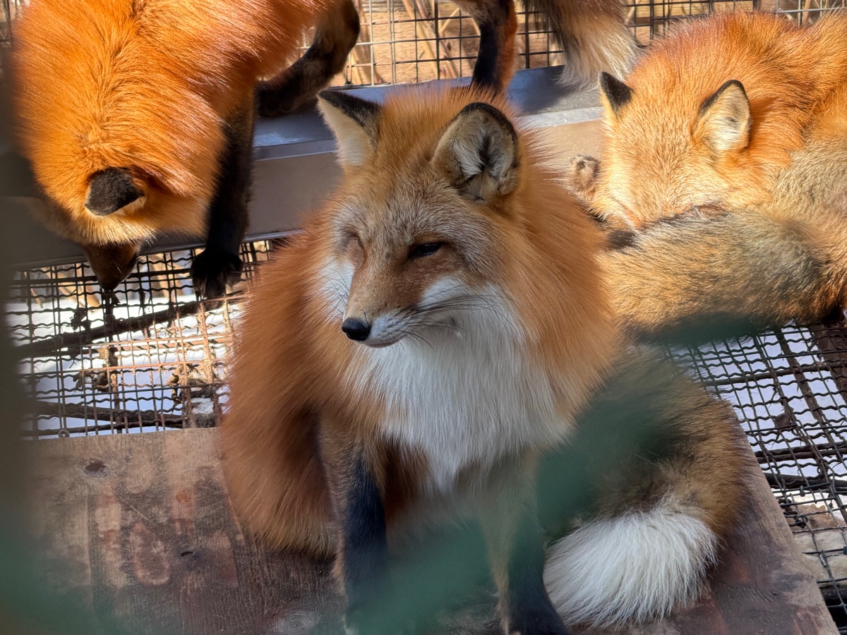 宮城藏王狐狸村 | 去趣 chicTrip