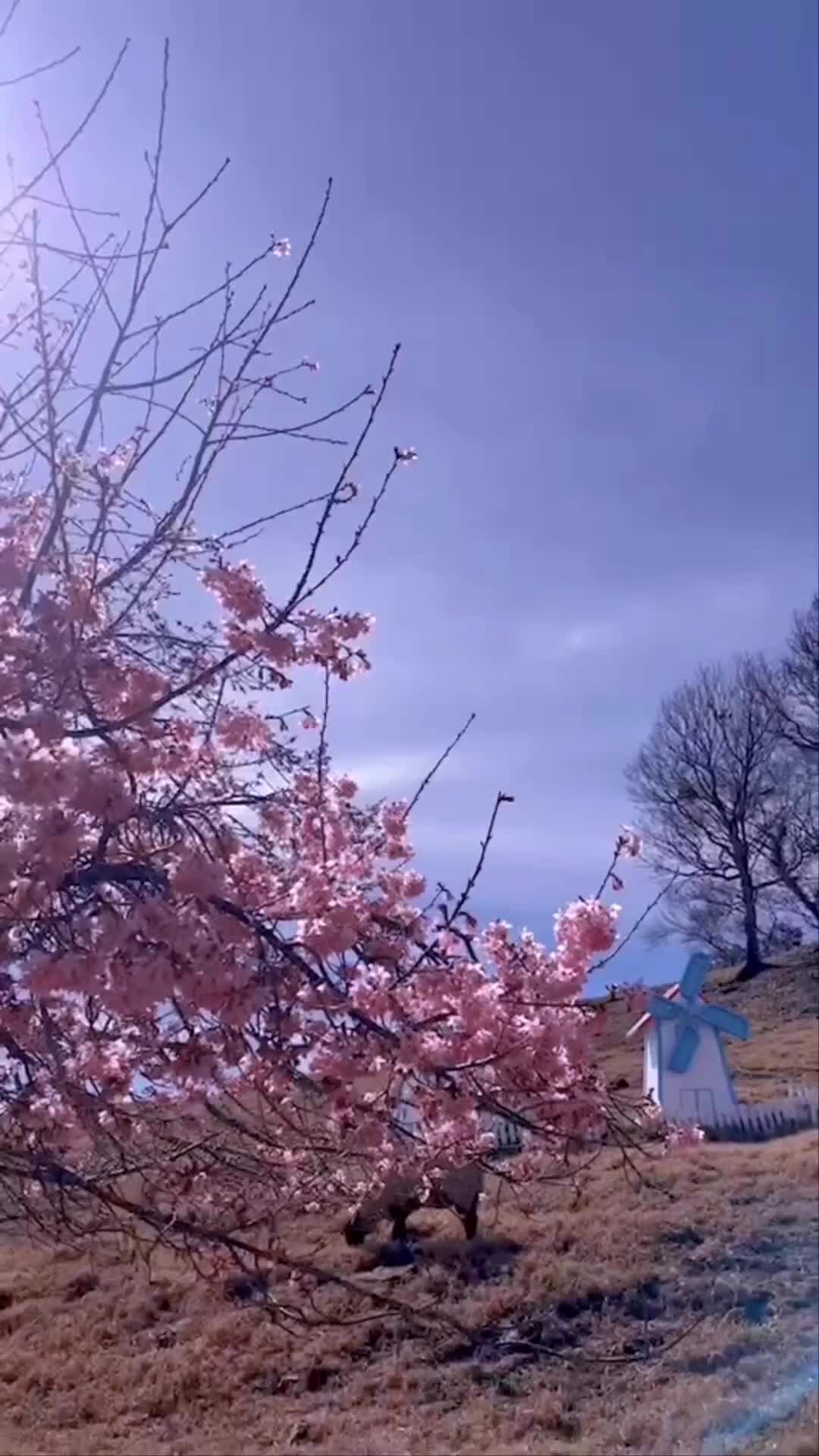 清境農場綿羊秀 | 去趣 chicTrip