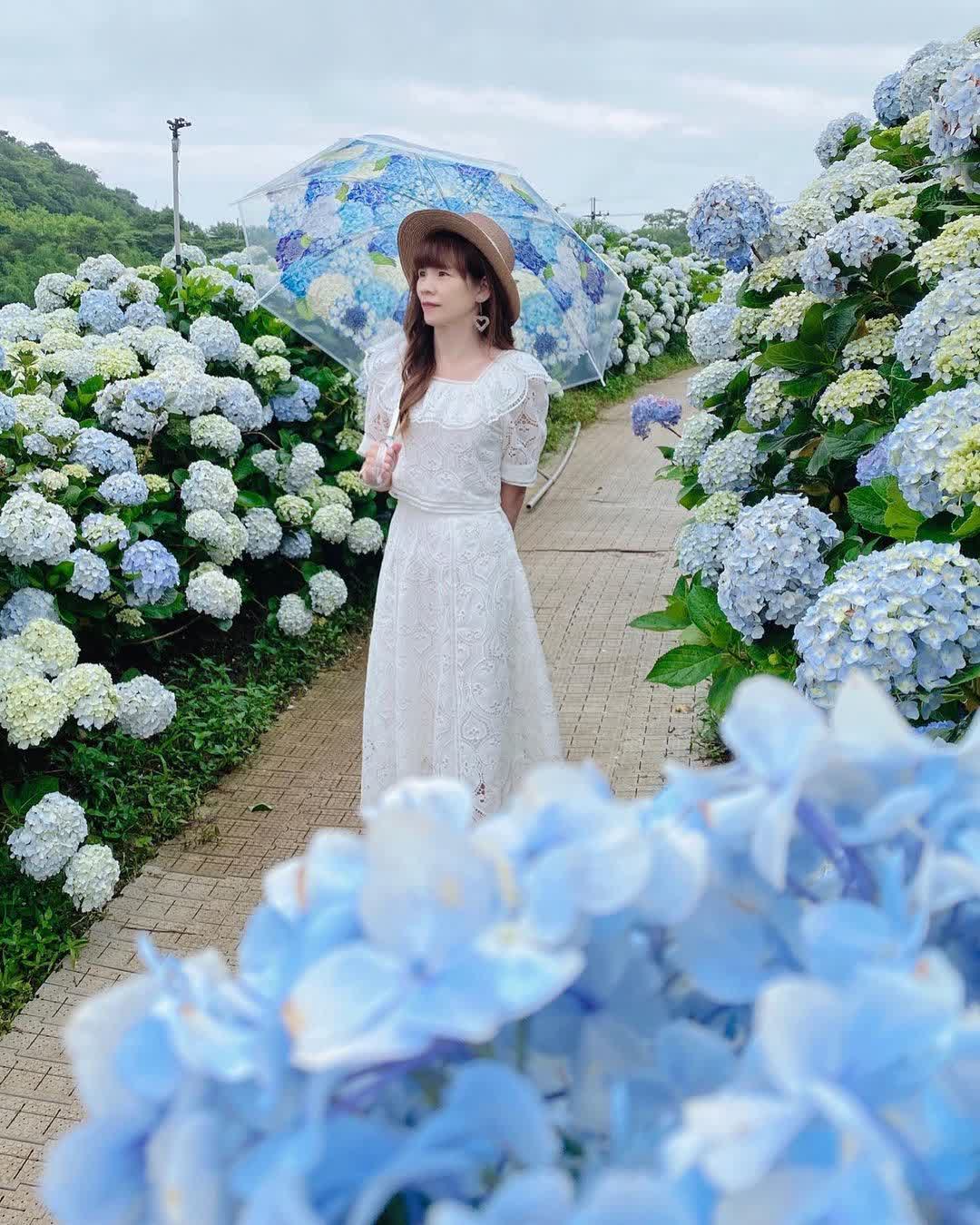 高家繡球花田-萬里第三園區2025年預計4月底開始至7月底 | 去趣 chicTrip
