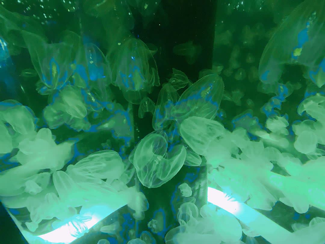 室內水族館 Maxell Aqua Park | 去趣 chicTrip