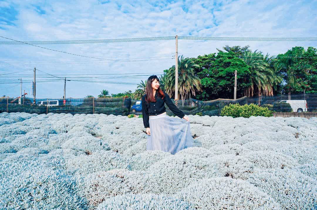 彰化田尾波波草 | 去趣 chicTrip