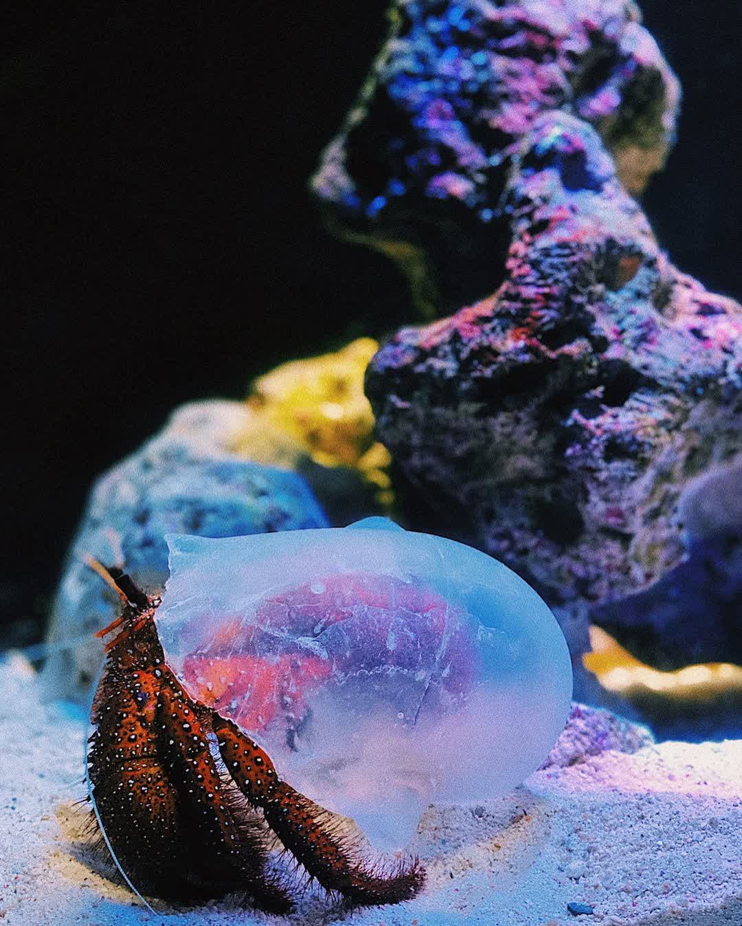 海洋博公園 | 去趣 chicTrip