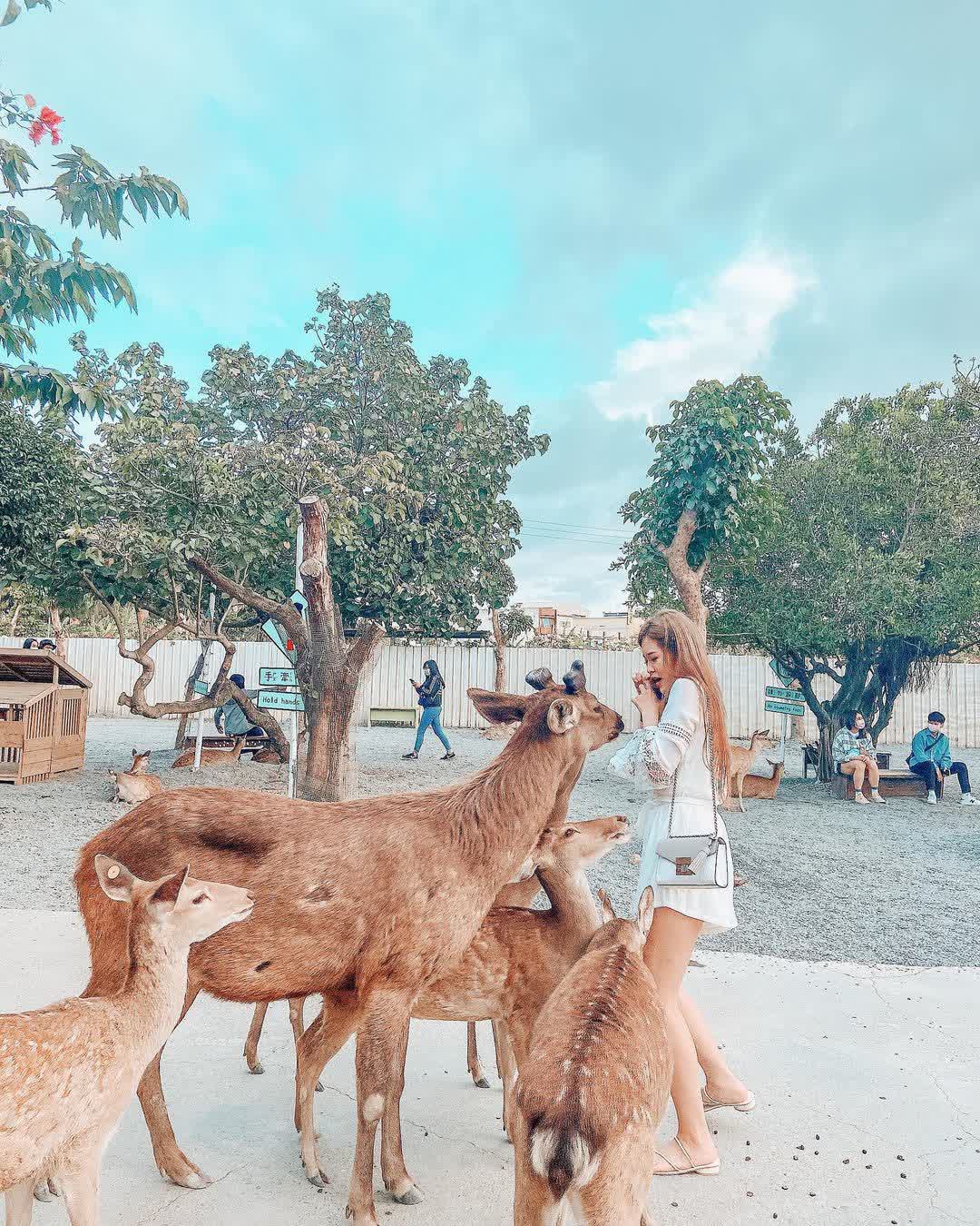 鹿境梅花鹿生態園區丨門票消費最高折抵140丨梅花鹿、水豚互動餵食丨室內親子DIY區丨親子遊戲區丨甜鹹輕食霜淇淋供應丨超可愛獨家紀念品丨奶茶、咖啡好喝 | 去趣 chicTrip