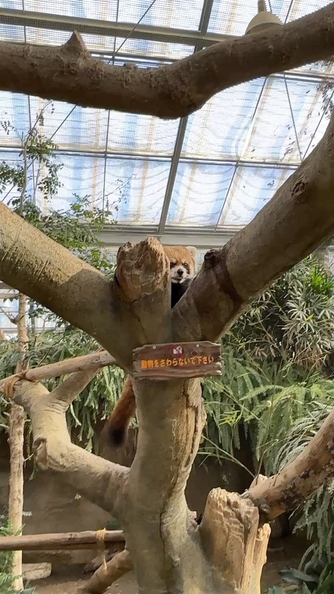 神戶動物王國 | 去趣 chicTrip