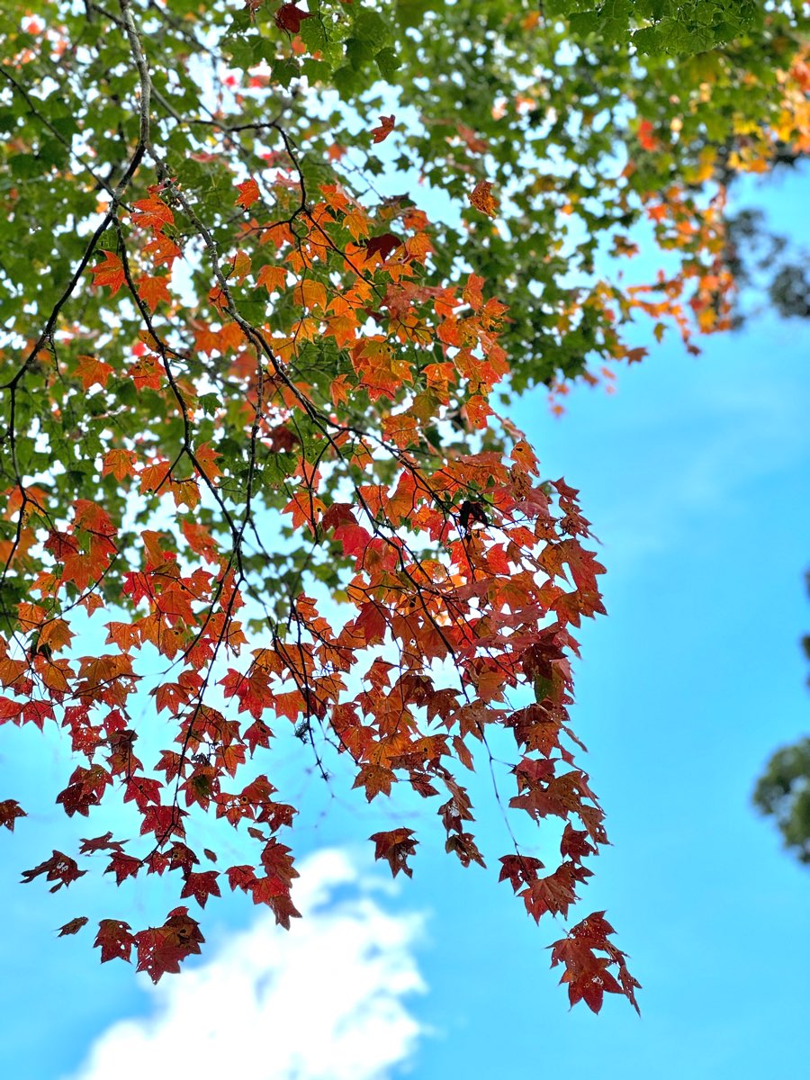 阿里山國家森林遊樂區 | 去趣 chicTrip