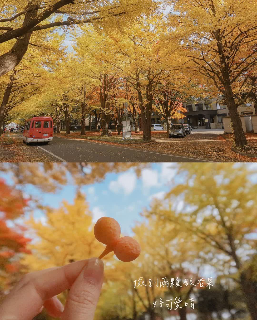 北海道大學 銀杏並木 | 去趣 chicTrip