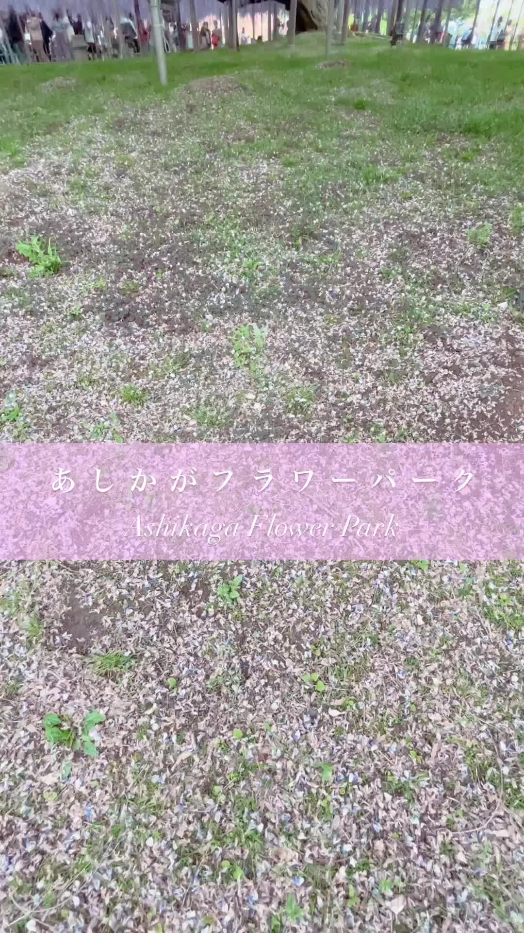 足利花卉公園 | 去趣 chicTrip