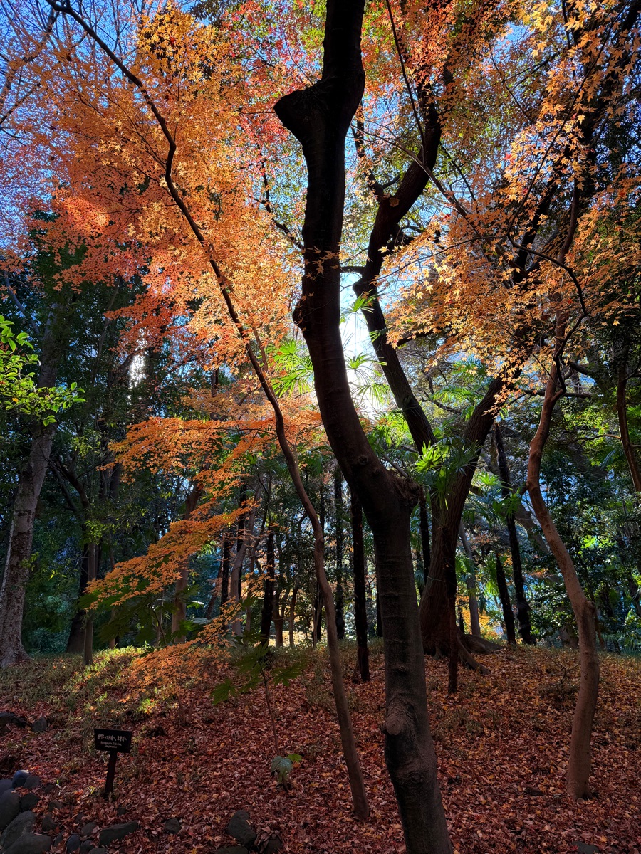 小石川後樂園 | 去趣 chicTrip