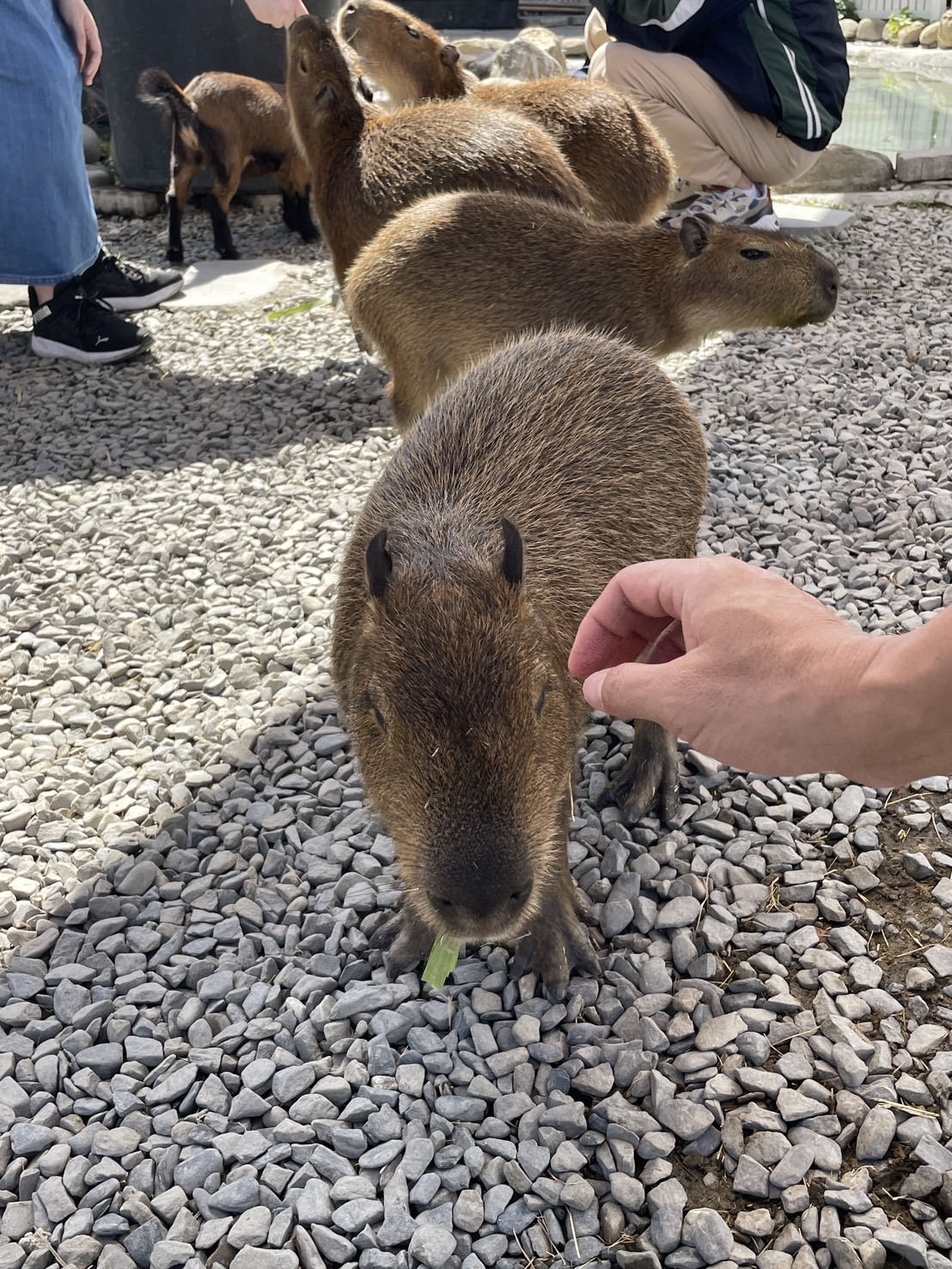 墾丁鹿ㄦ島水豚生態園區 | 去趣 chicTrip