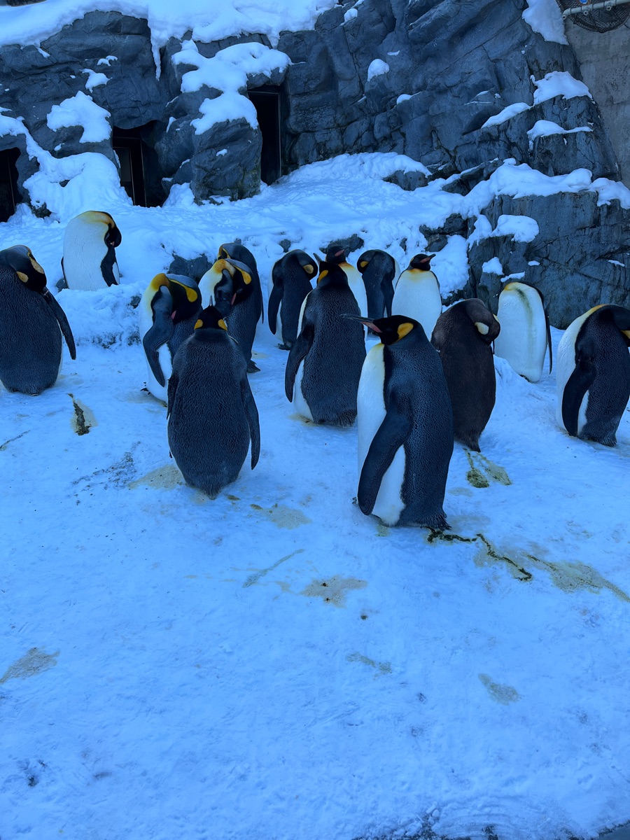 旭山動物園 | 去趣 chicTrip