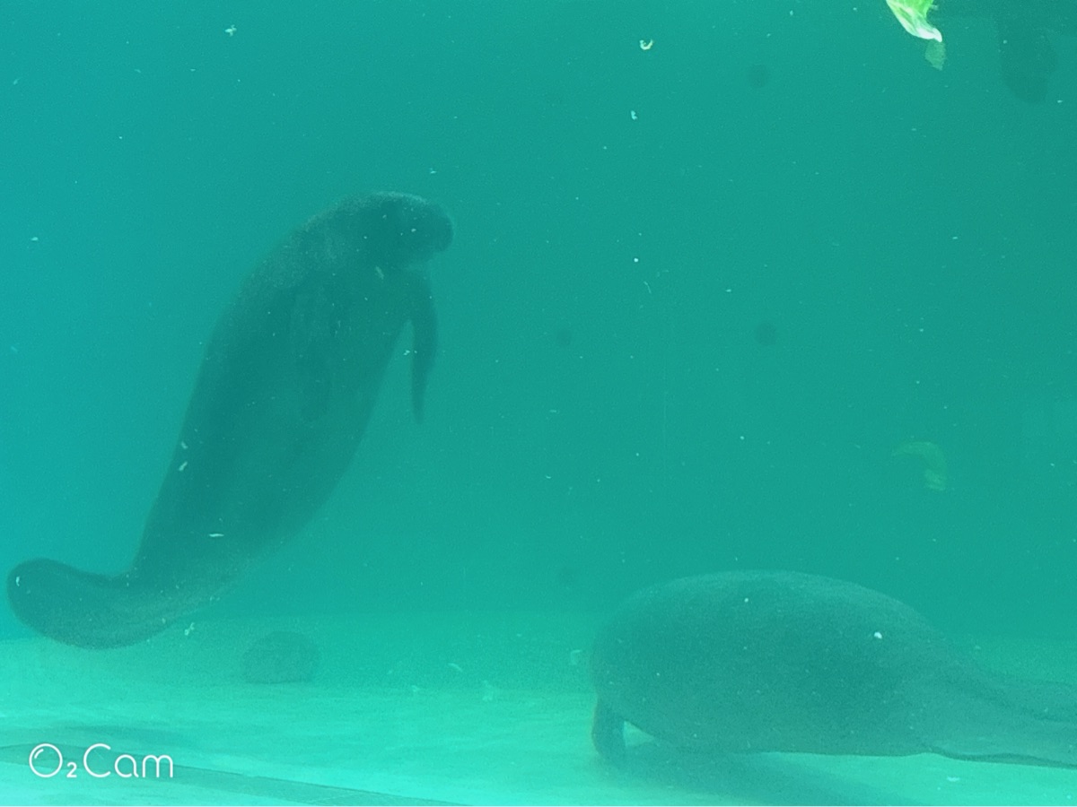 海洋博公園 | 去趣 chicTrip