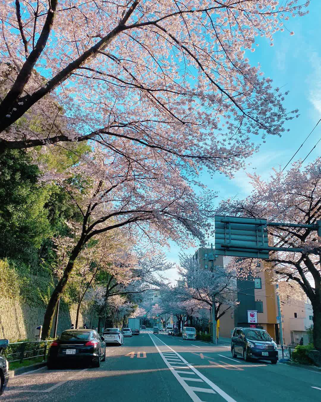 Mandarake Nakano | 去趣 chicTrip