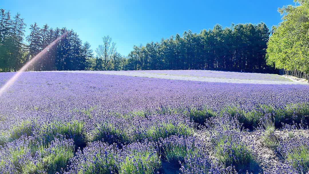 富田農場 | 去趣 chicTrip