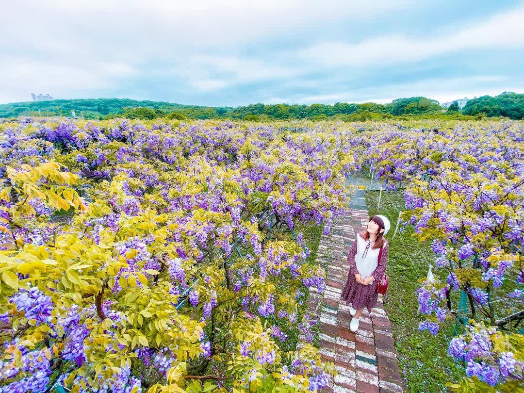 （目前休園中）淡水紫藤花園一號屯山園區（原紫藤咖啡園一店）