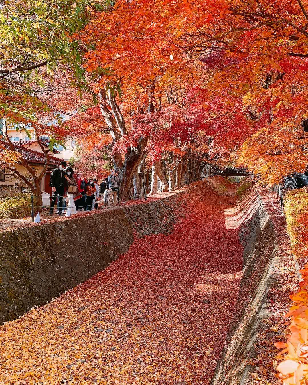 河口湖楓葉迴廊 | 去趣 chicTrip