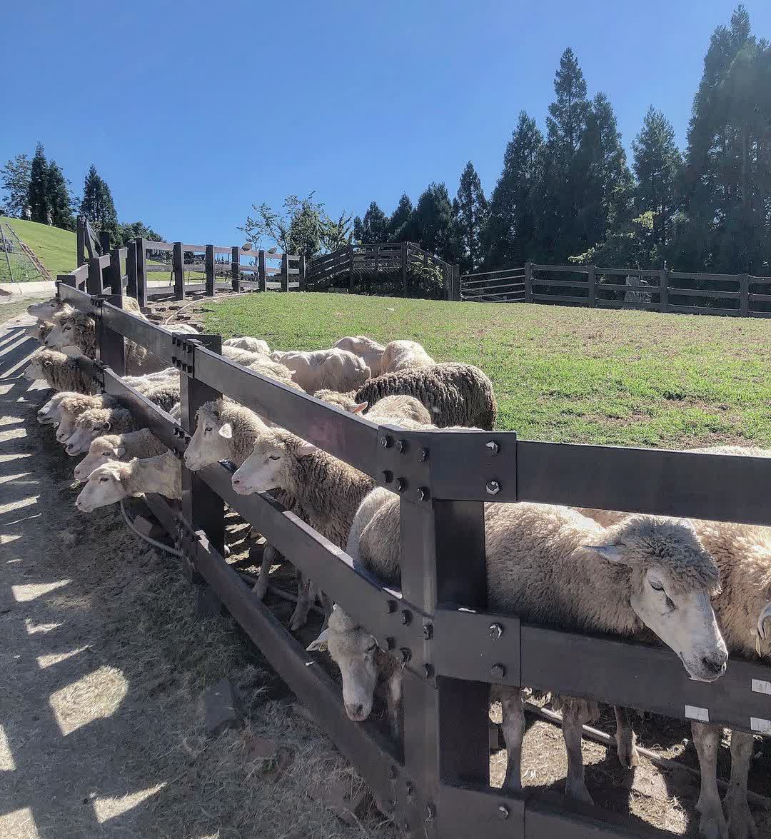 清境農場青青草原 | 去趣 chicTrip