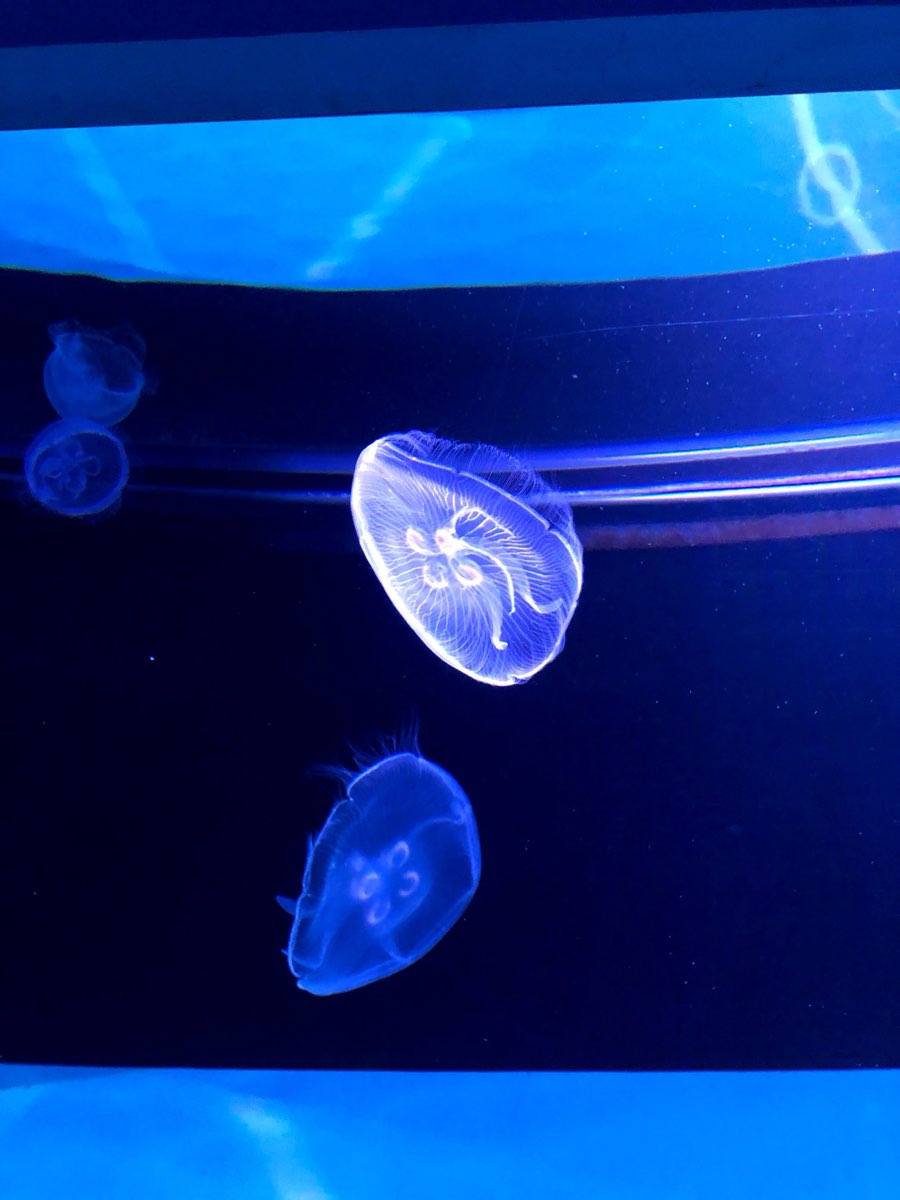 墨田水族館 | 去趣 chicTrip