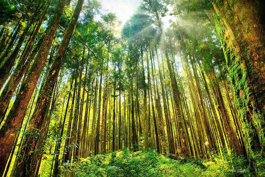 阿里山國家森林遊樂區 | 去趣 chicTrip