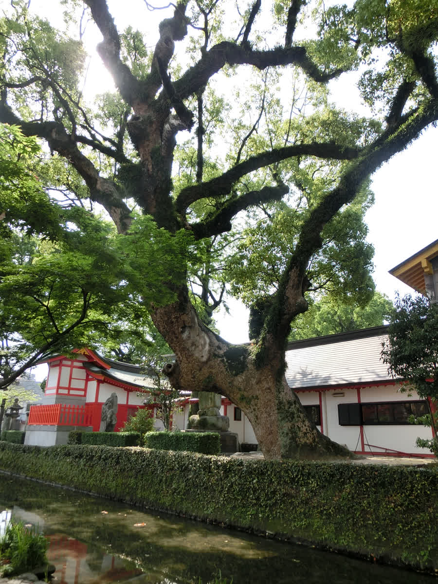 佐嘉神社 | 去趣 chicTrip