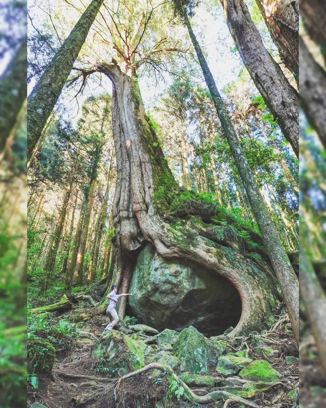二萬平 抱石巨木