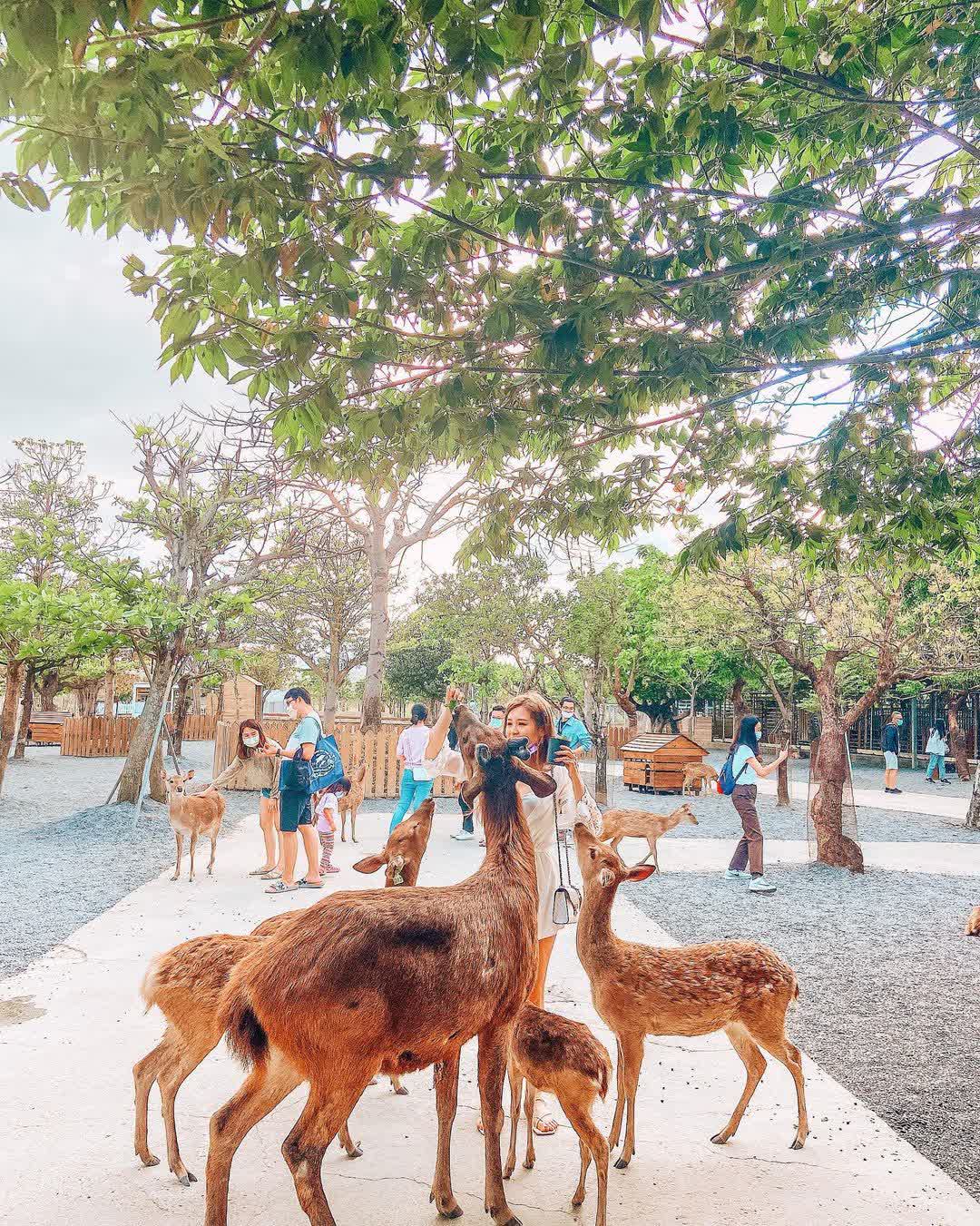 鹿境梅花鹿生態園區丨門票消費最高折抵140丨梅花鹿、水豚互動餵食丨室內親子DIY區丨親子遊戲區丨甜鹹輕食霜淇淋供應丨超可愛獨家紀念品丨奶茶、咖啡好喝 | 去趣 chicTrip
