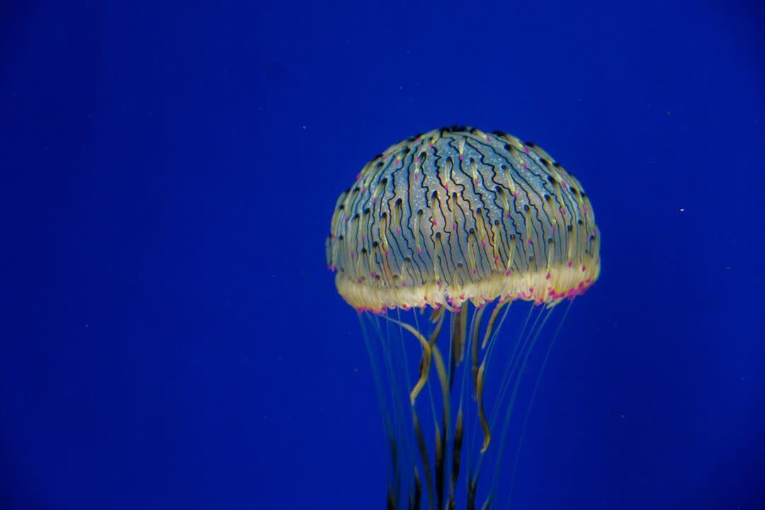 Xpark 水族館 | 去趣 chicTrip