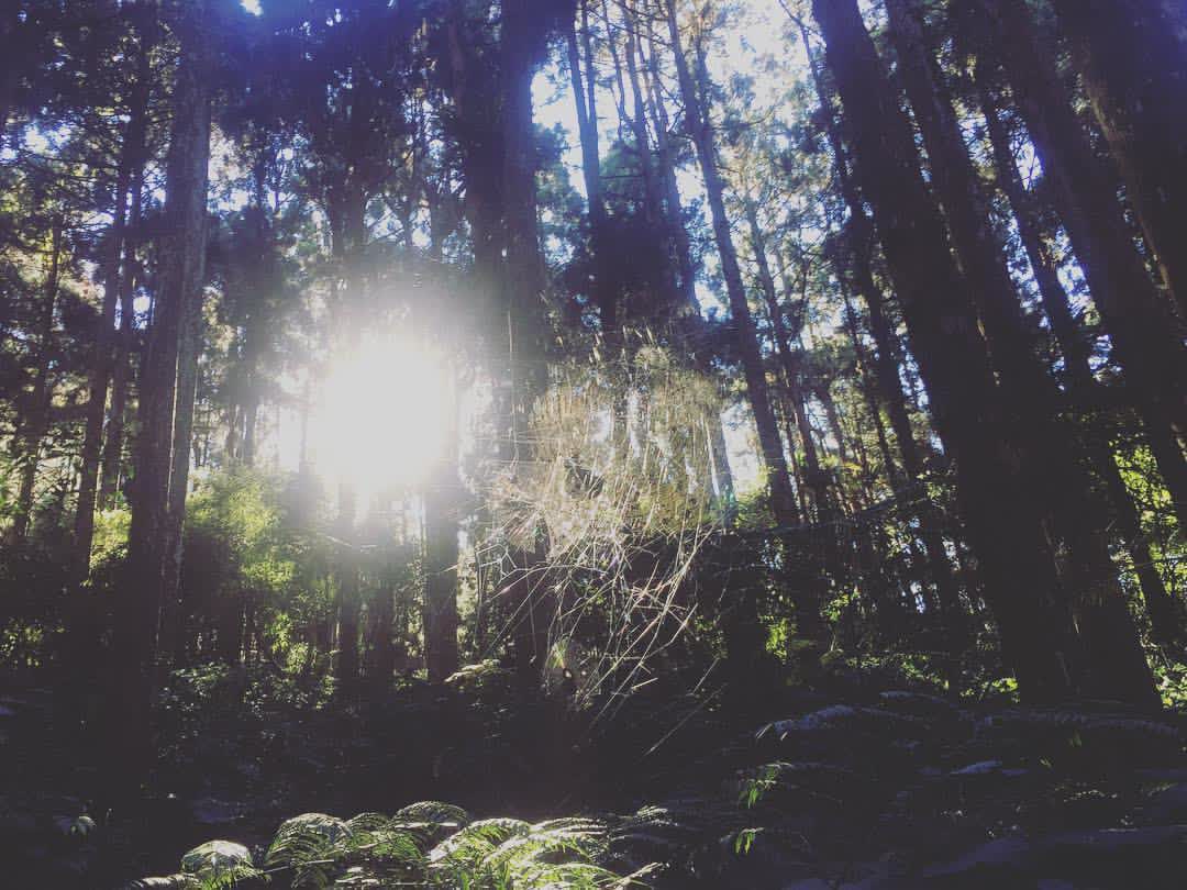 溪頭自然教育園區 | 去趣 chicTrip