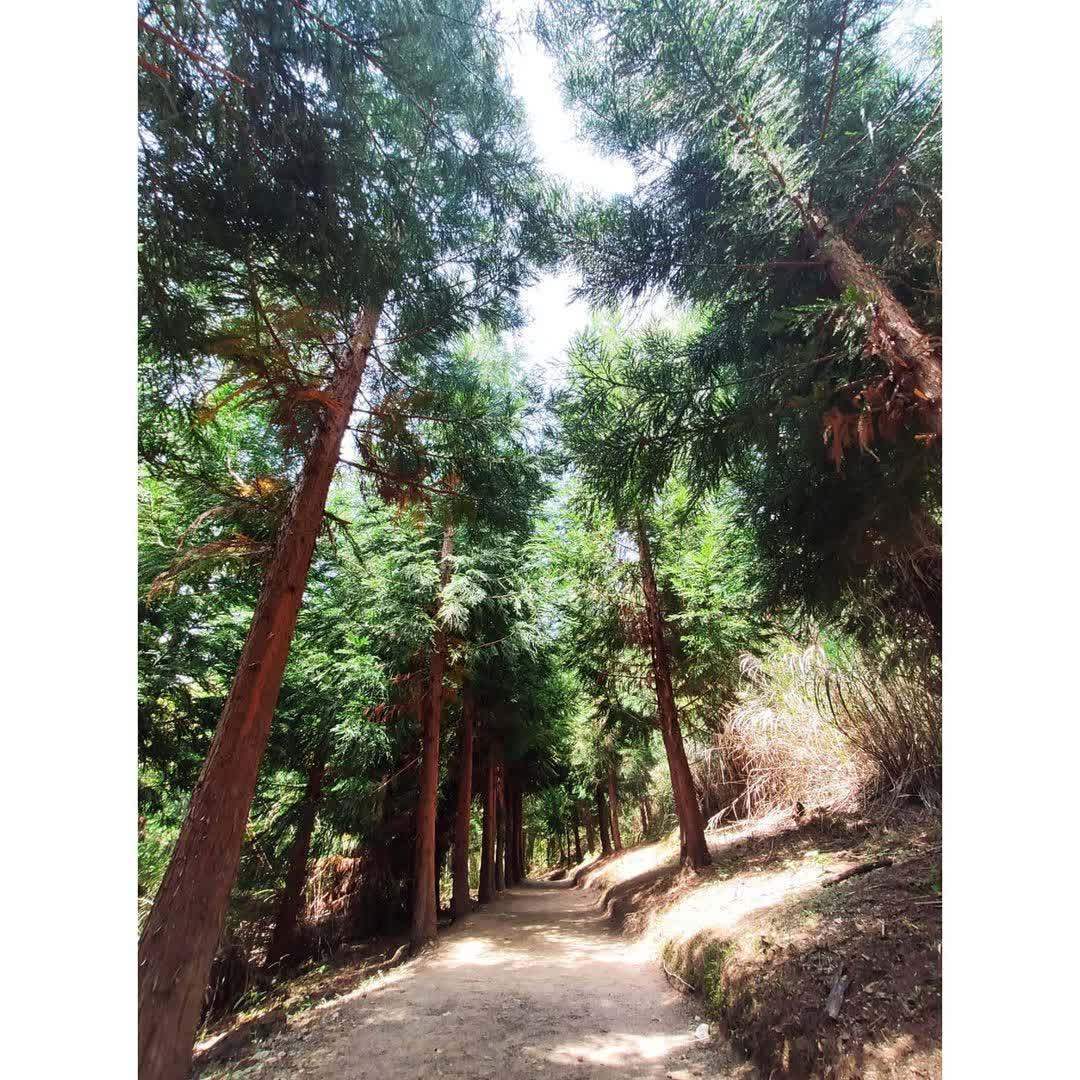 司馬庫斯巨木群步道 | 去趣 chicTrip