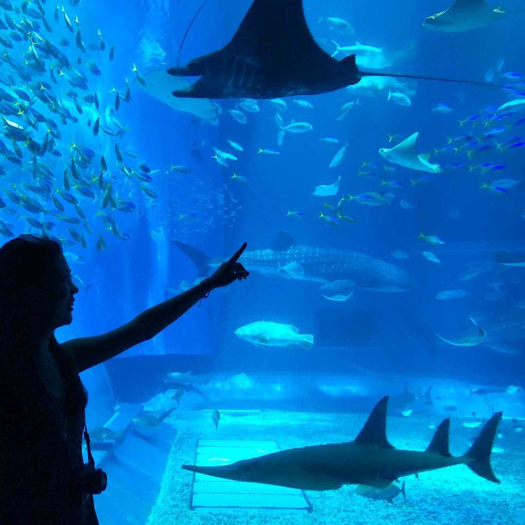 沖繩美麗海水族館 | 去趣 chicTrip