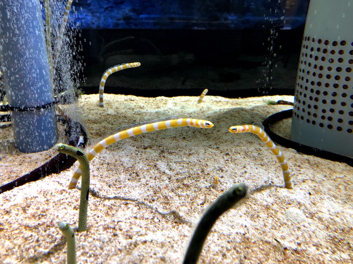 墨田水族館 | 去趣 chicTrip