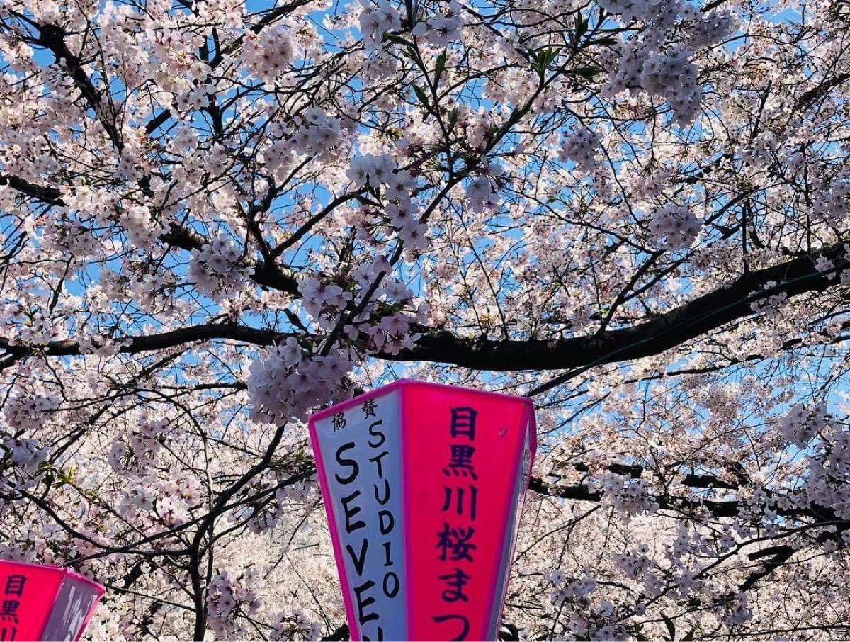 Sakura Bridge | 去趣 chicTrip