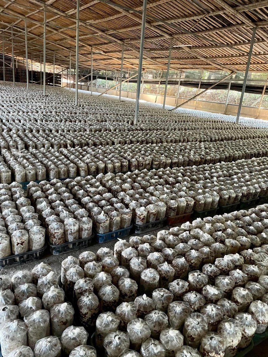 阿亮香菇園 | 去趣 chicTrip