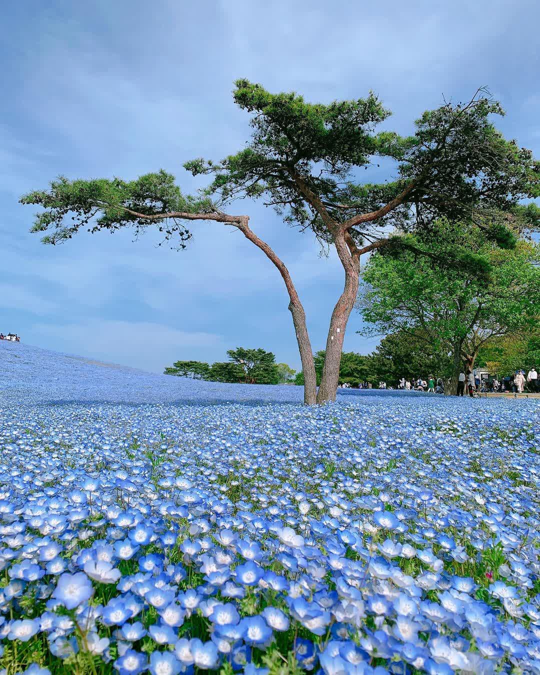 國營常陸海濱公園 | 去趣 chicTrip