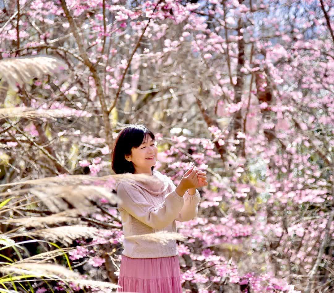 武陵農場茶園步道