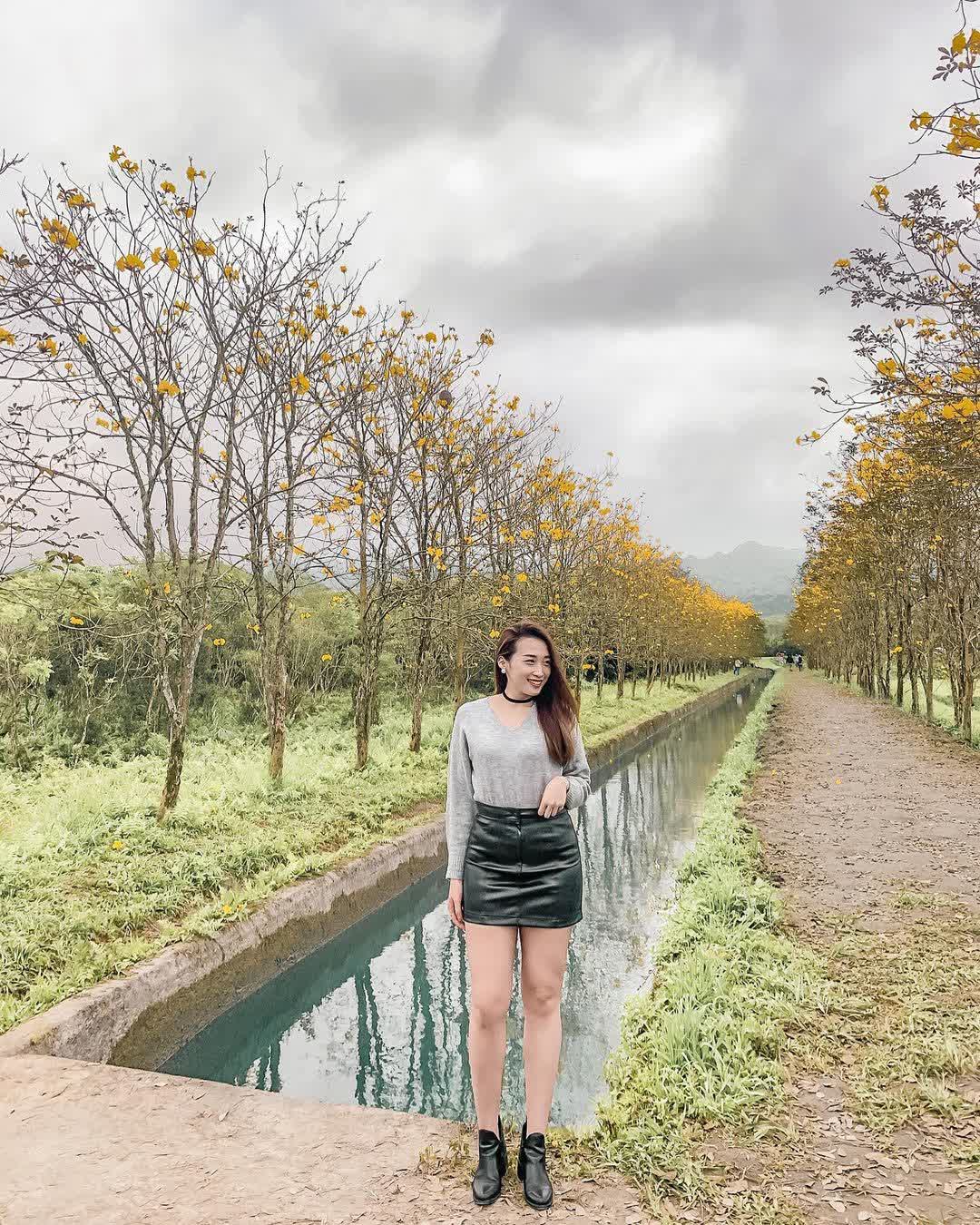 富源黃花風鈴木