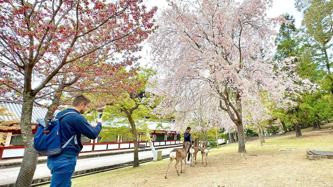 Tōdai-ji 東大寺 | 去趣 chicTrip