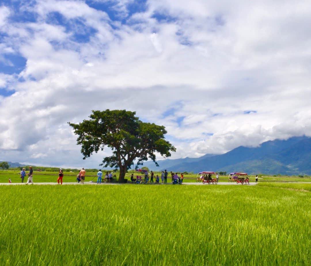 奉茶樹 金城武樹 | 去趣 chicTrip